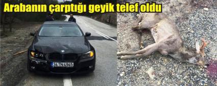 Yola ��kan geyik telef oldu