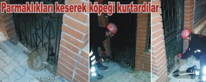 �tfaiyeden k�pek operasyonu