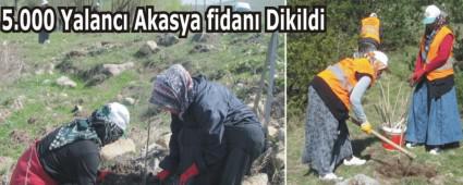 D�rtdivan'da A�a�land�rma Seferberli�i