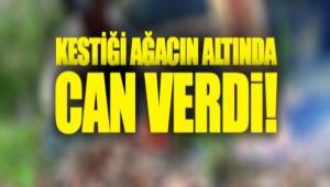 FEC� �EK�LDE CAN VERD�