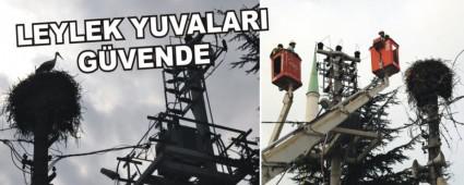 Elektrik direklerindeki leylek yuvalar� g�vende