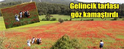 Gelincik tarlas�na yo�un ilgi