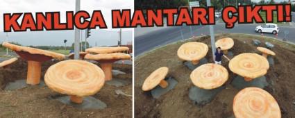 BOLU'YA KANLICA MANTARI HEYKELLER� KONULDU