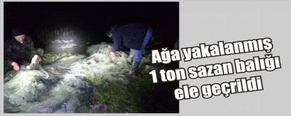Bir ton sazan bal��� ele ge�irildi