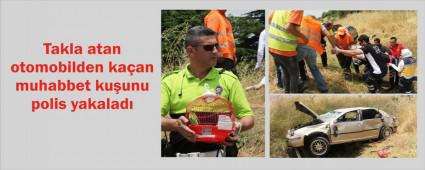 Kazada ka�an ku�u polis yakalad�