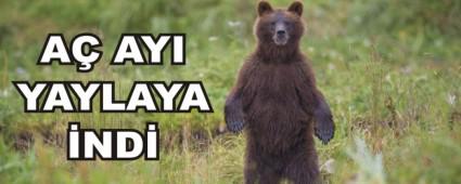 A� AYI YAYLAYA �ND�