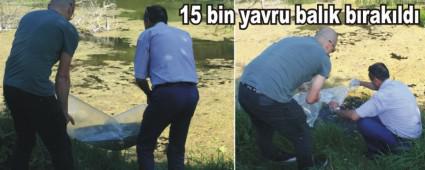 Yeni�a�a G�l�'ne 15 bin yavru bal�k