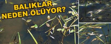 Alada� �ay�nda Bulunan �l� Bal�klar