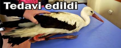 Yaral� leylek tedavi alt�na al�nd�