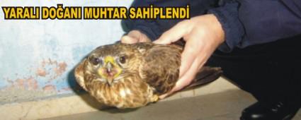 Yaral� Do�an� Muhtar Sahiplendi