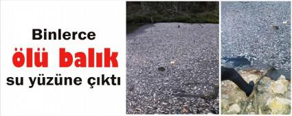 Binlerce bal�k neden �ld�?