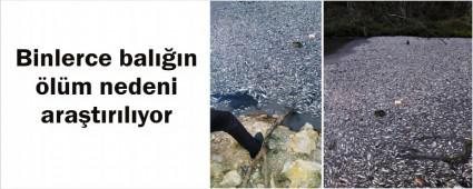 Bal�klar� ka�ak avc�lar m� �ld�rd�?