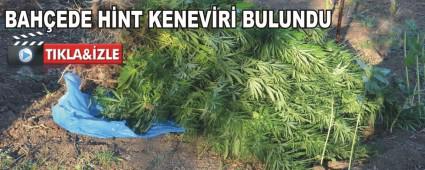 Bah�ede hint keneviri bulundu