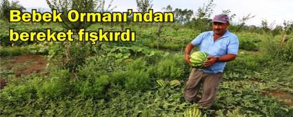 BELED�YEDE HASAT ZAMANI