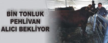 Bir tonluk pehlivan al�c� bekliyor