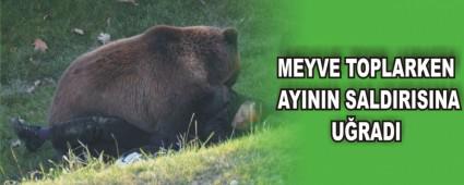 MEYVE TOPLARKEN AYININ SALDIRISINA U�RADI