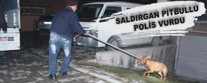 SALDIRGAN P�TBULLU POL�S VURDU