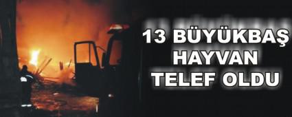 13 B�Y�KBA� HAYVAN TELEF OLDU