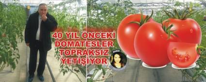 40 YIL �NCEK� DOMATESLER TOPRAKSIZ YET���YOR