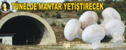 T�NELDE MANTAR YET��T�RECEK