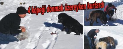 4 k�pe�i donmak �zereyken kurtard�