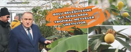 BOLU BELED�YES�NE A�T SERALARDA TROP�KAL MEYVELER �RET�L�YOR
