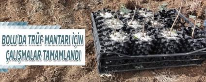BOLU'DA TR�F MANTARI ���N �ALI�MALAR TAMAMLANDI