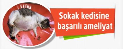 Sokak kedisine ba�ar�l� ameliyat