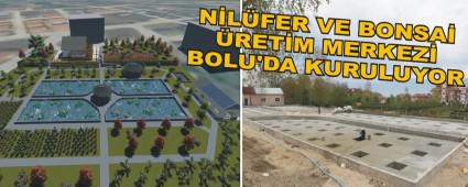Nil�fer ve bonsai �retim merkezi Bolu'da kuruluyor