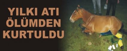 Y�lk� at� �l�mden kurtuldu