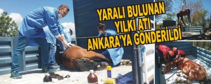 YARALI BULUNAN YILKI ATI ANKARA'YA G�NDER�LD�