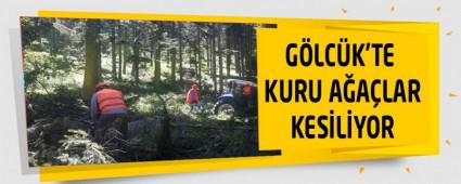 G�LC�K'TE KURU A�A�LAR KES�L�YOR