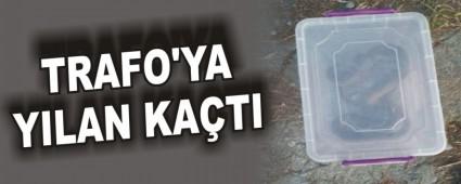TRAFO'YA YILAN KA�TI