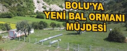 BOLU'YA YEN� BAL ORMANI M�JDES�