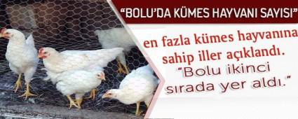 BOLU'DA K�MES HAYVANI SAYISI