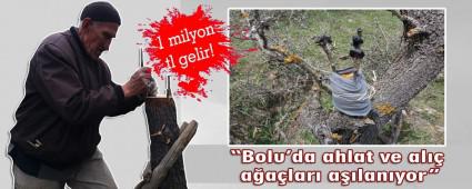 Bolu'da ahlat ve al�� a�a�lar� a��lan�yor