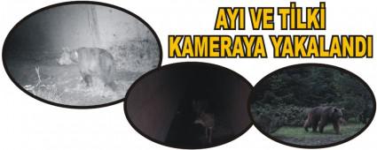 AYI VE T�LK� KAMERAYA YAKALANDI