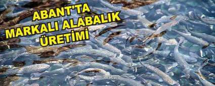 ABANT'TA MARKALI ALABALIK �RET�M�