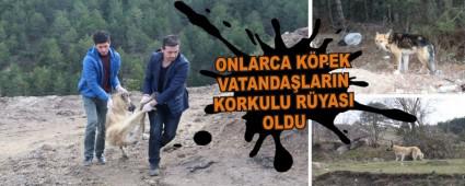 ONLARCA K�PEK VATANDA�LARIN KORKULU R�YASI OLDU