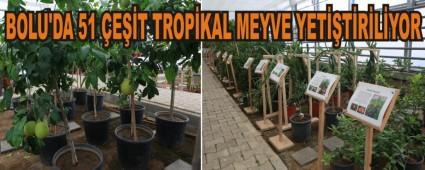 BOLU'DA 51 �E��T TROP�KAL MEYVE YET��T�R�L�YOR