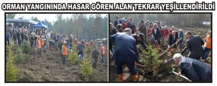 ORMAN YANGININDA HASAR G�REN ALAN TEKRAR YE��LLEND�R�LD�