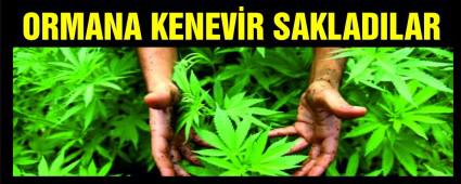 ORMANA KENEV�R SAKLADILAR