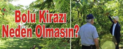 Bolu Kiraz� Neden Olmas�n?
