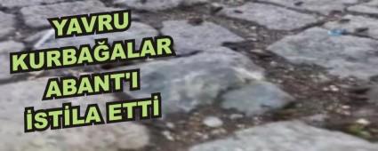 YAVRU KURBA�ALAR ABANT'I �ST�LA ETT�
