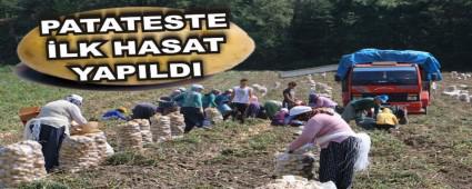 PATATESTE �LK HASAT YAPILDI