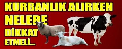 Kurban al�rken nelere dikkat edilmeli?