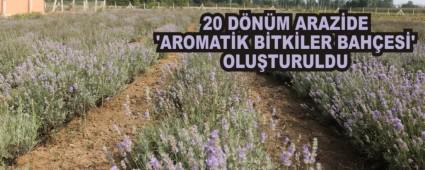 20 D�N�M ARAZ�DE �AROMAT�K B�TK�LER BAH�ES�' OLU�TURULDU