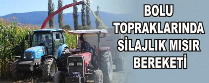 BOLU TOPRAKLARINDA S�LAJLIK MISIR BEREKET�
