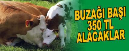 BUZA�I BA�I 350 TL ALACAKLAR