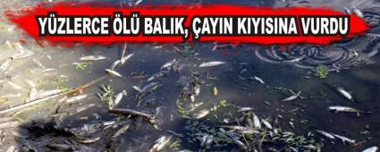 Y�ZLERCE �L� BALIK, �AYIN KIYISINA VURDU